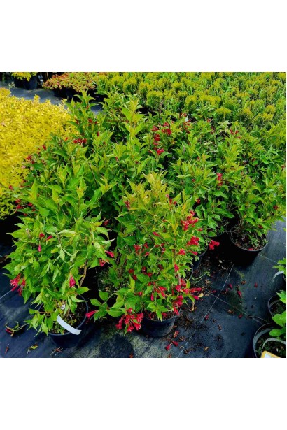 Вейгела гібридна Ред Принц - 3л/вис.40-60см/Ø15-25см